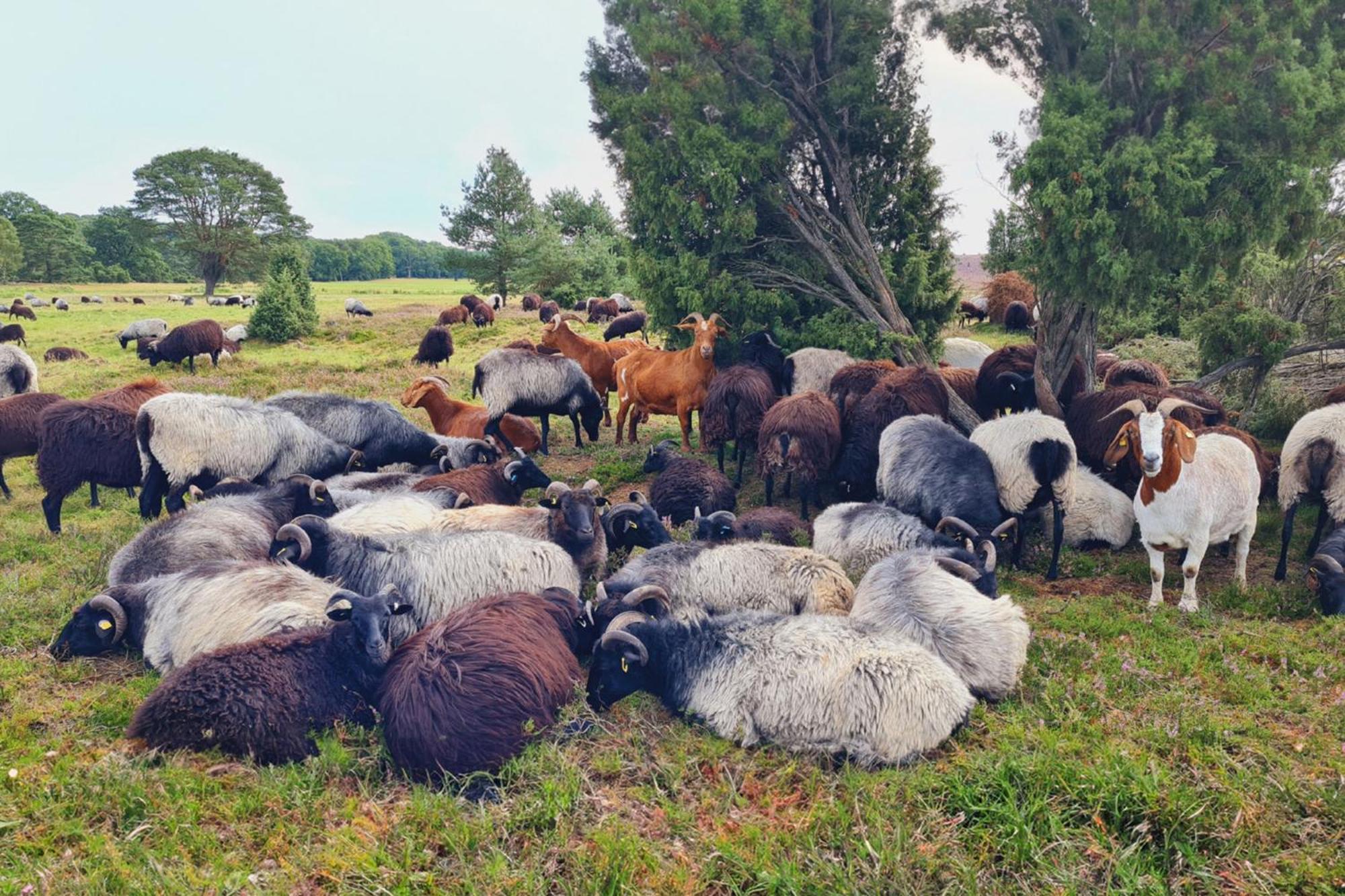 Appartamento Heide Ferien - Hof Bockelmann Bispingen Esterno foto